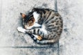 cats sleeping curled up on the garden floor on a quiet afternoon Royalty Free Stock Photo