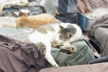 Cats sleeping in fishing village, Essaouira, Morocco