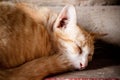 Cats sleeping in the temple Royalty Free Stock Photo