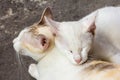 Cats sleeping Royalty Free Stock Photo