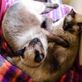 Cats sleeping Royalty Free Stock Photo
