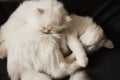 Cats sleeping Royalty Free Stock Photo