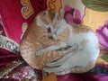 Cats sleeping very cute