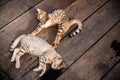 Cats Sleeping on Wooden Floor