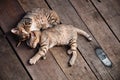 Cats Sleeping on Wooden Floor Royalty Free Stock Photo