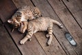 Cats Sleeping on Wooden Floor