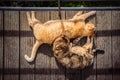 Cats sleeping on a wooden walkway