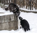 Cats sniffing each other