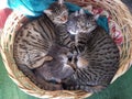Cats snuggling in a basket lolcats