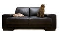 Cats on a sofa Royalty Free Stock Photo