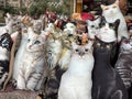 cats, special pet in Istanbul Turkiye Royalty Free Stock Photo