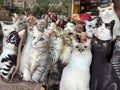 cats, special pet in Istanbul Turkiye Royalty Free Stock Photo