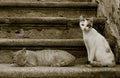 Cats on the stairs