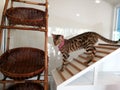 Cats standing next to the basket for sleep