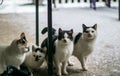 Four cute cats Royalty Free Stock Photo
