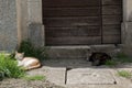 Cats on the streets of Pazin in the sun