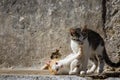 Cats in the streets of Pelekas village on Corfu island Royalty Free Stock Photo