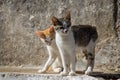 Cats in the streets of Pelekas village on Corfu island Royalty Free Stock Photo