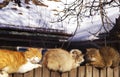 Cats in sun