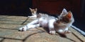 Kittens are sunbathing in the morning light.