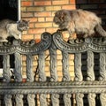 Cats on a sunny fence in Irpin - UKRAINE - KYIV