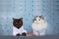 Cats surgeons discuss brain surgery