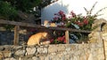 Cats taking in the sun, Greece islands