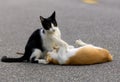 Cats teasing with each other. Royalty Free Stock Photo