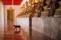 Cats in Temple