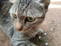 Sri lankan cat .pet