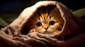 Cats under blanket