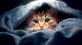 Cats under blanket