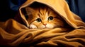 Cats under blanket