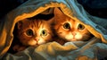 Cats under blanket