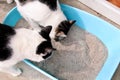 Cats using toilet, cats in litter box, for pooping or urinate, pooping in clean sand toilet.