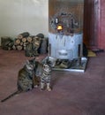 Cats waiting in front of the hot stove Three tabby cats.