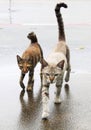 Cats walking