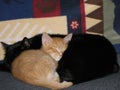 Cats Warm and Cozy 1