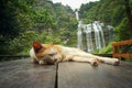 Cats and waterfalls in Laos.