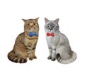 Cats wearing bow ties Royalty Free Stock Photo