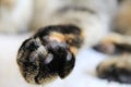 Cats Well-Being: detail of soft cats paw pads Royalty Free Stock Photo