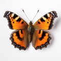 Compton Tortoiseshell Butterfly: Vibrant Patterns On White Background