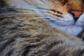 The cats whiskers Royalty Free Stock Photo