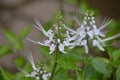 Cats whiskers  Orthosiphon aristatus flowers. Royalty Free Stock Photo