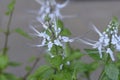 Cats whiskers  Orthosiphon aristatus flowers. Royalty Free Stock Photo