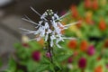 Cats whiskers  Orthosiphon aristatus flowers. Royalty Free Stock Photo