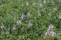 Cats whiskers or Orthosiphon stamineus flower in the garden. Its also known as kidney tea plant Royalty Free Stock Photo