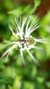 Cats whiskers plant Royalty Free Stock Photo