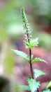 Cats whiskers plant Royalty Free Stock Photo