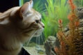 cats whiskers twitching as it stares at fish tank Royalty Free Stock Photo